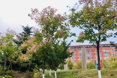校园美景